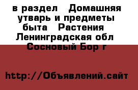  в раздел : Домашняя утварь и предметы быта » Растения . Ленинградская обл.,Сосновый Бор г.